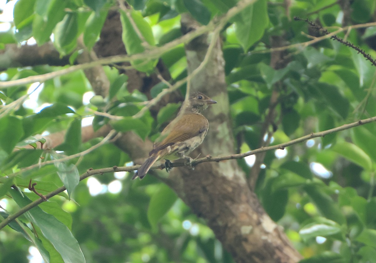 Spotted Honeyguide - ML632512260