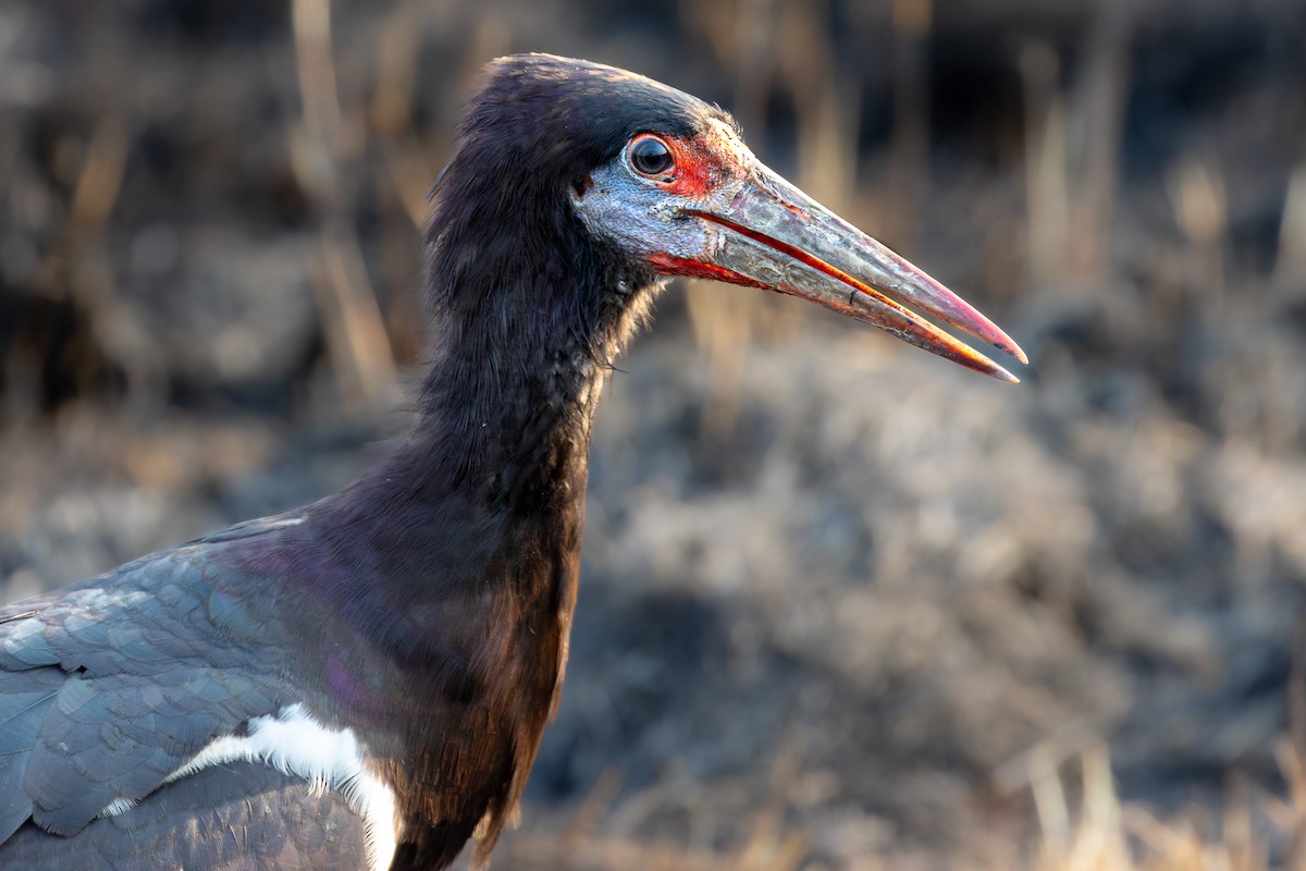 Cigogne d'Abdim - ML632512353