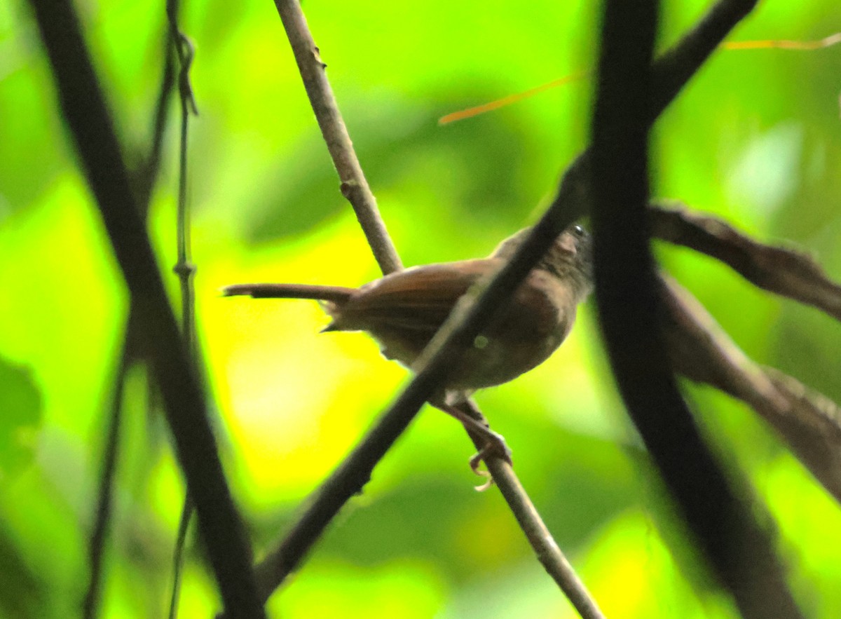 Pale-breasted Illadopsis - ML632512363