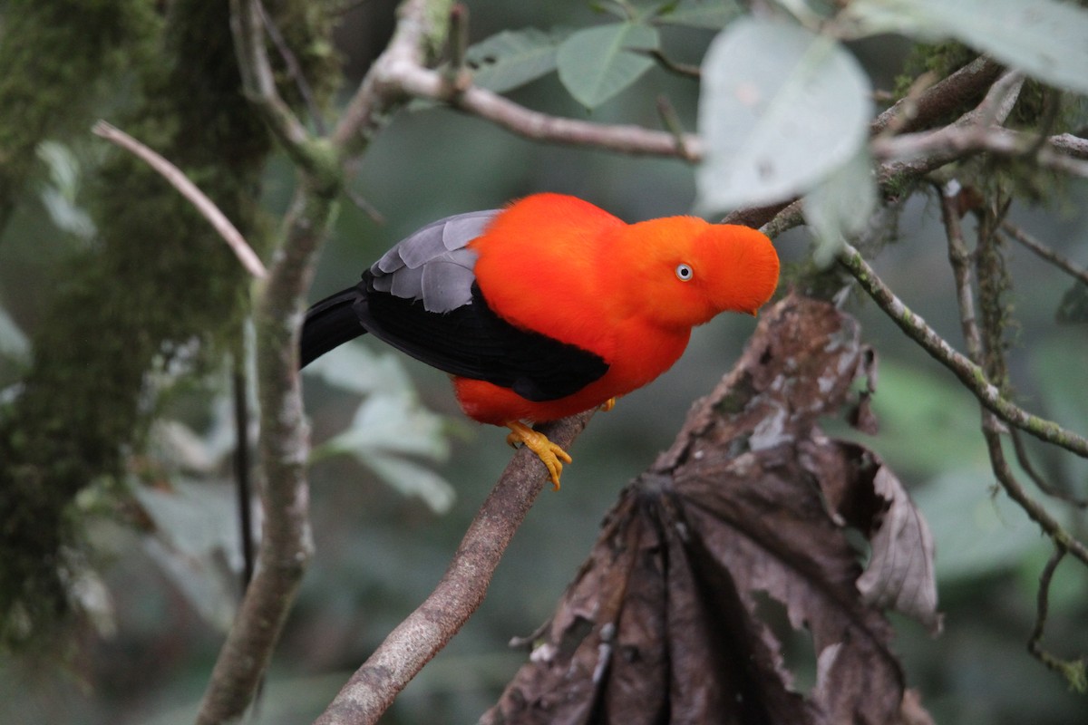 Andean Cock-of-the-rock - ML632512424