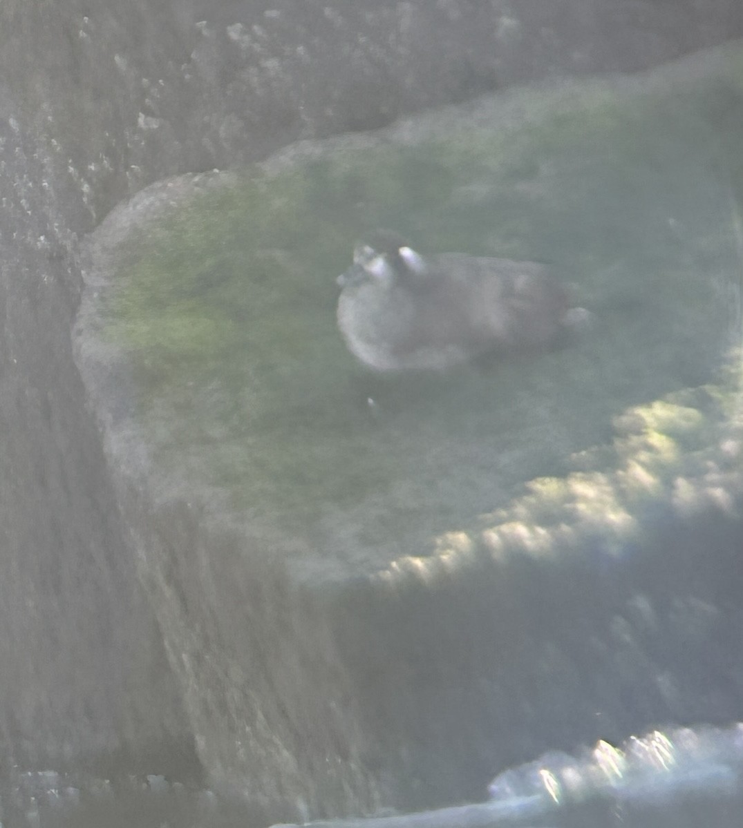 Harlequin Duck - ML632512508