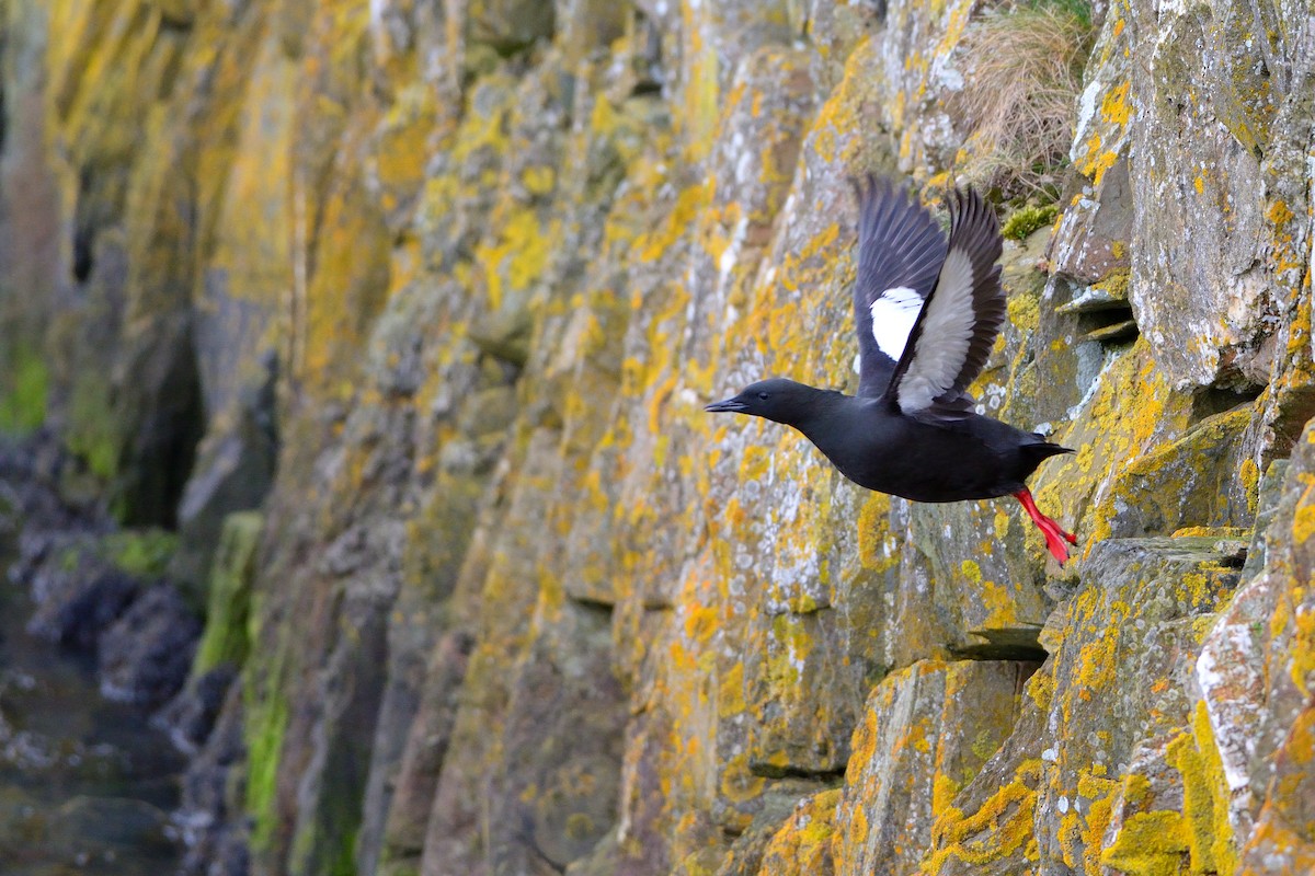 Black Guillemot - ML632512514