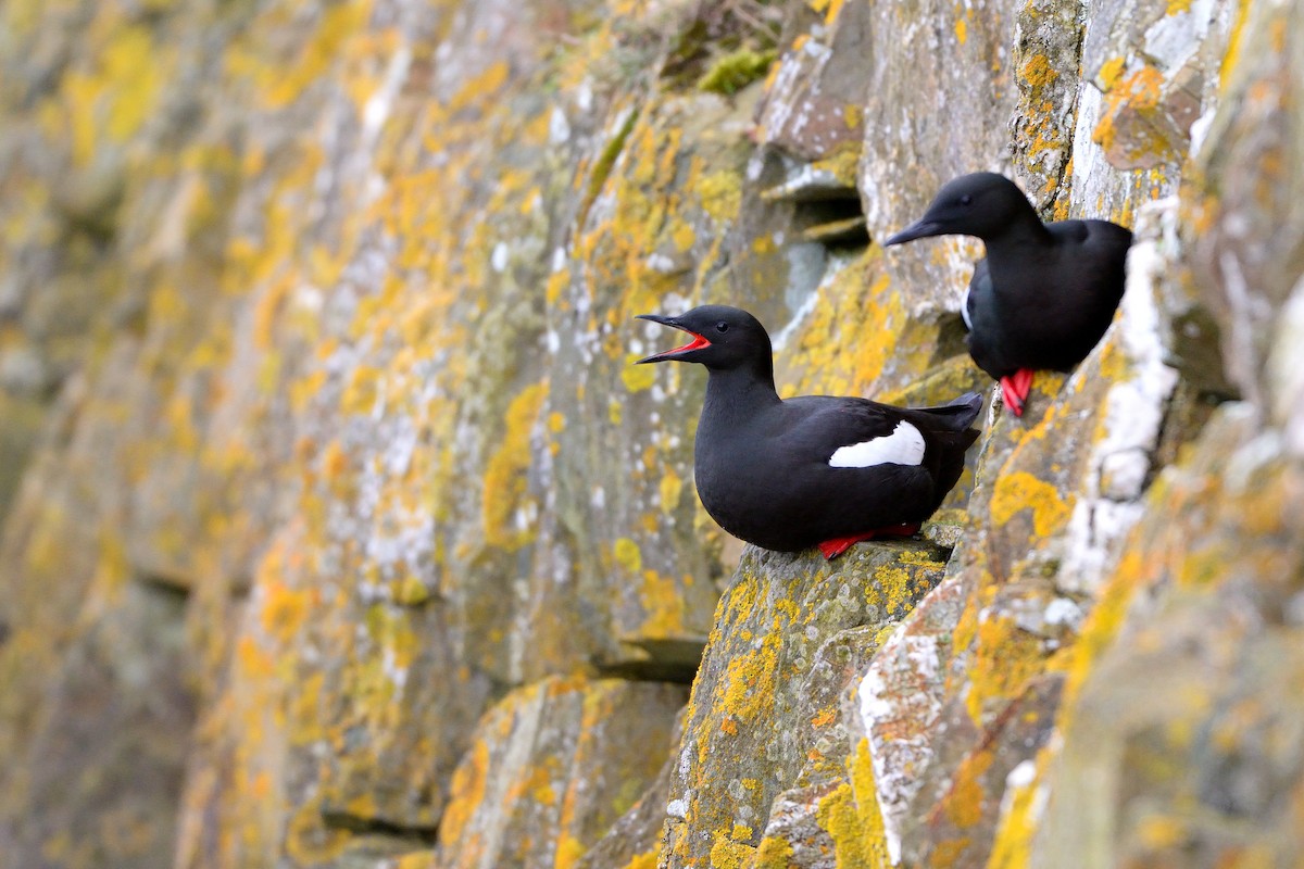 Black Guillemot - ML632512515