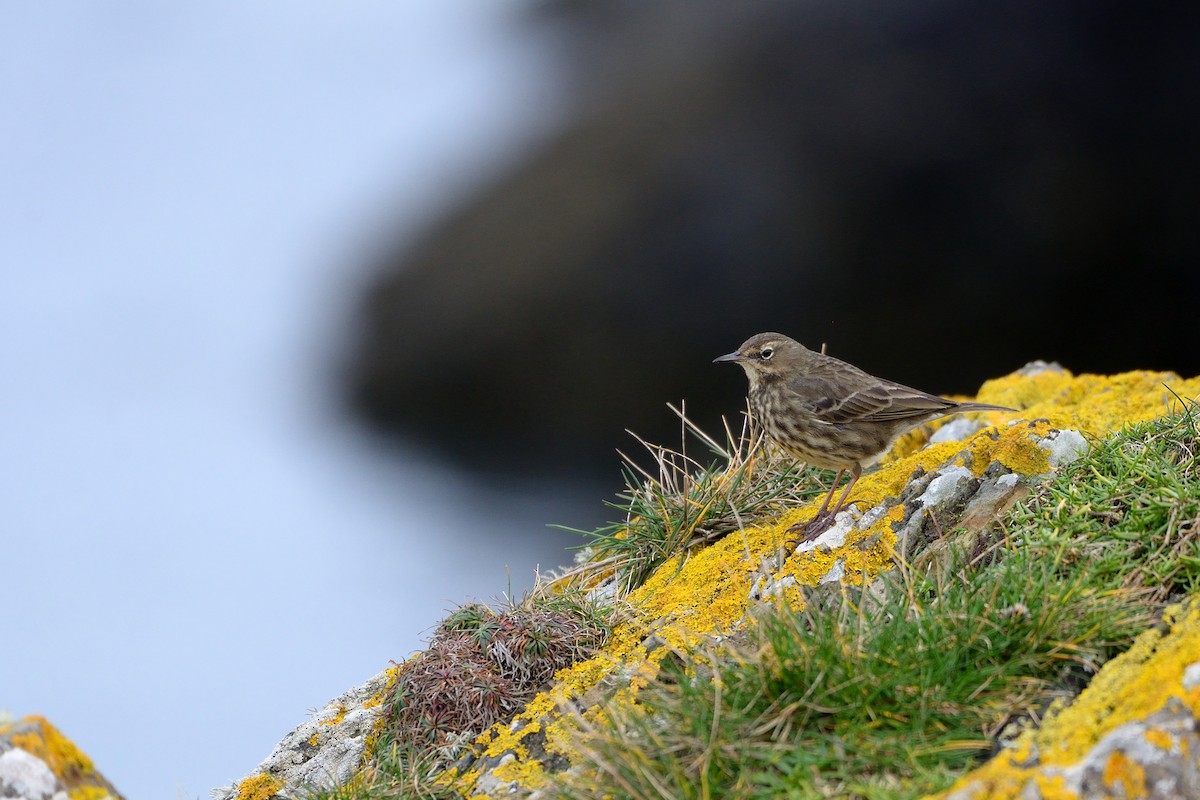 Rock Pipit - ML632512550