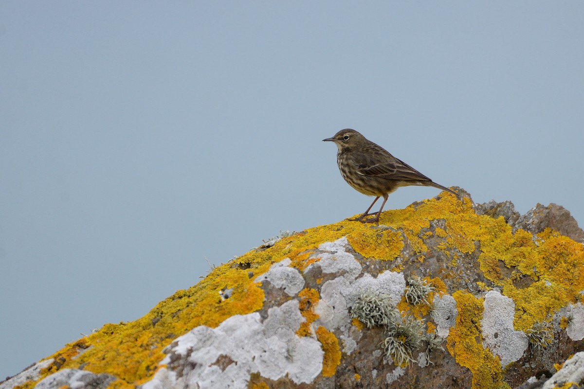 Rock Pipit - ML632512551