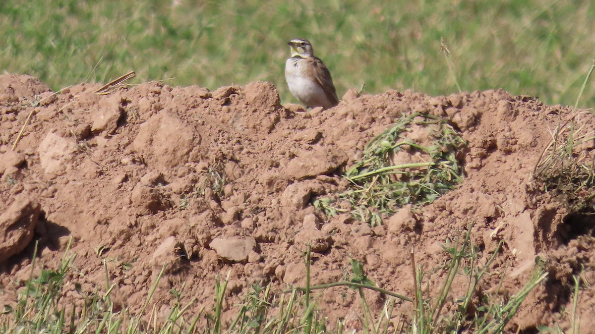 Horned Lark - ML632512642
