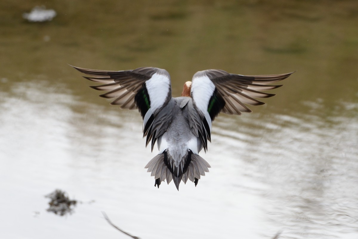 Eurasian Wigeon - ML632512666