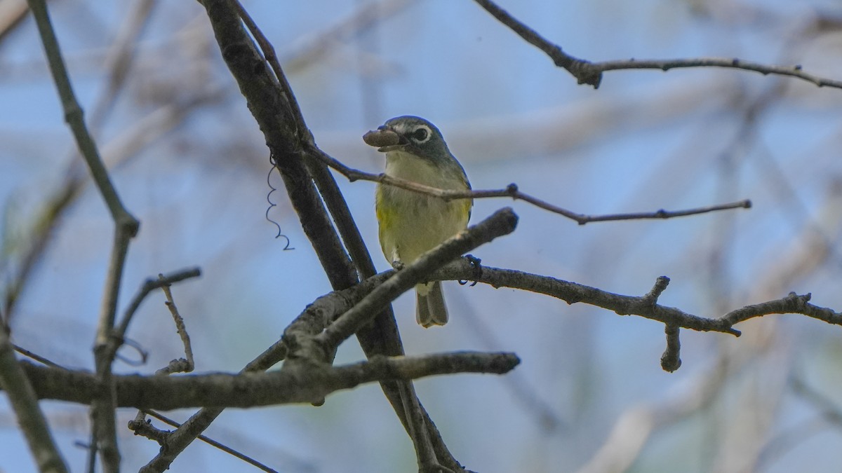Graukopfvireo - ML632512721