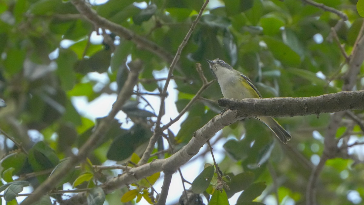 Graukopfvireo - ML632512723