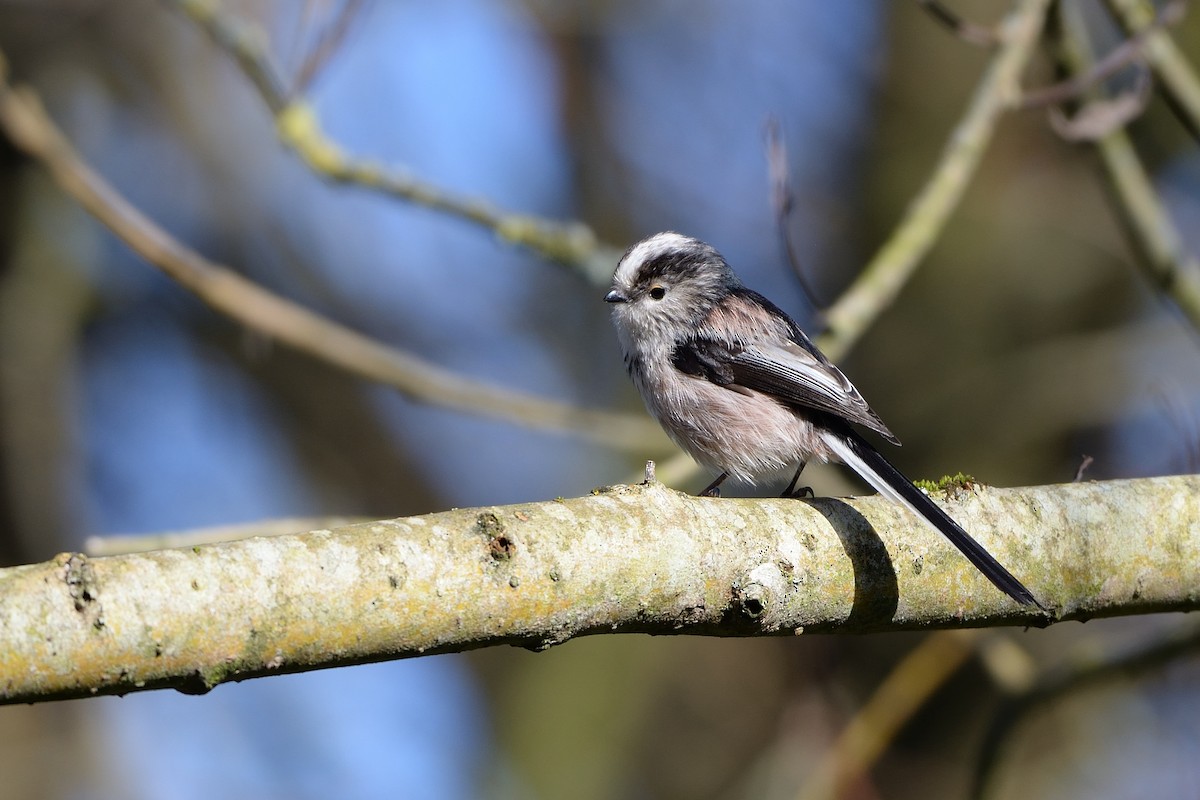 Long-tailed Tit - ML632512798