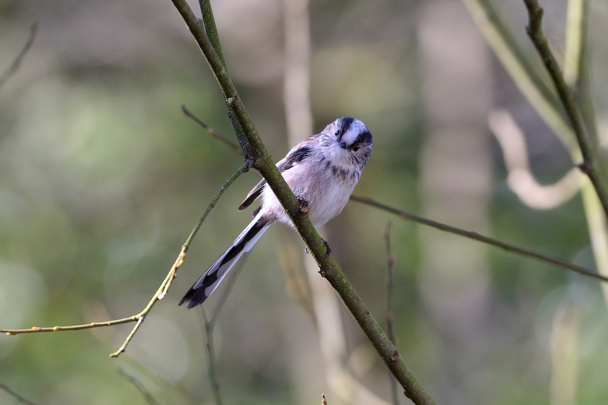 Long-tailed Tit - ML632512799