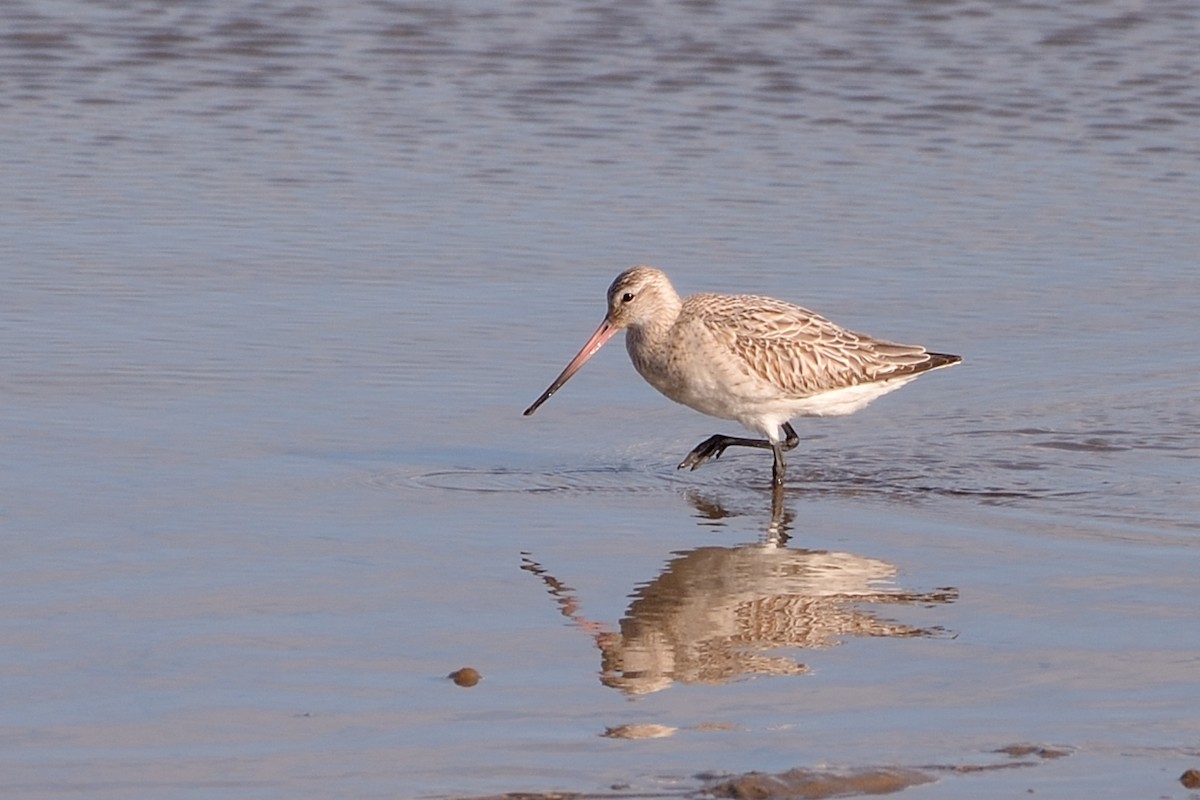 Bar-tailed Godwit - ML632512923