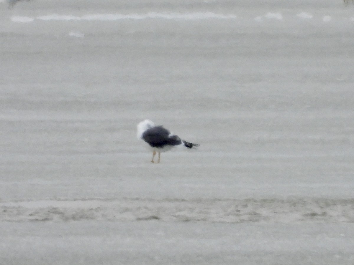 Lesser Black-backed Gull - ML632512994
