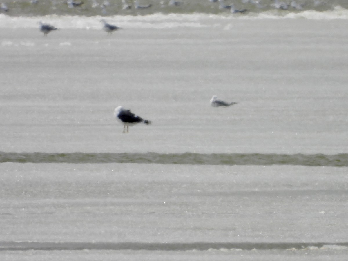 Lesser Black-backed Gull - ML632512995