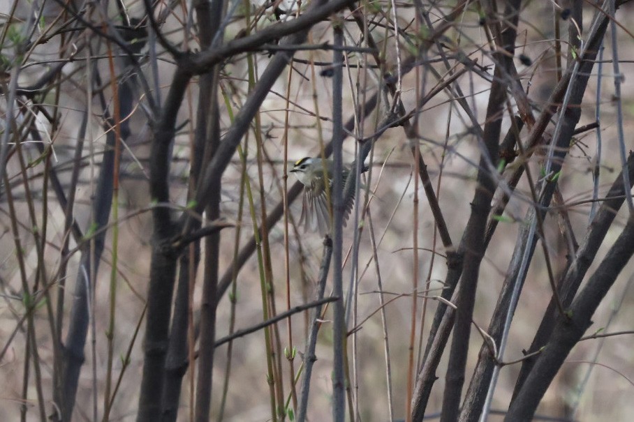 králíček zlatohlavý - ML632513148