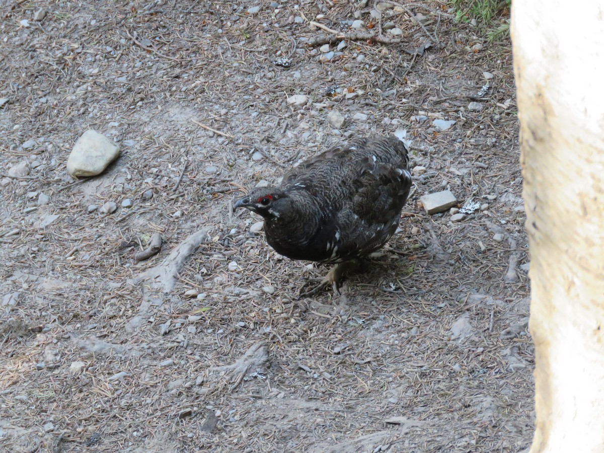 Spruce Grouse (Franklin's) - ML63251321