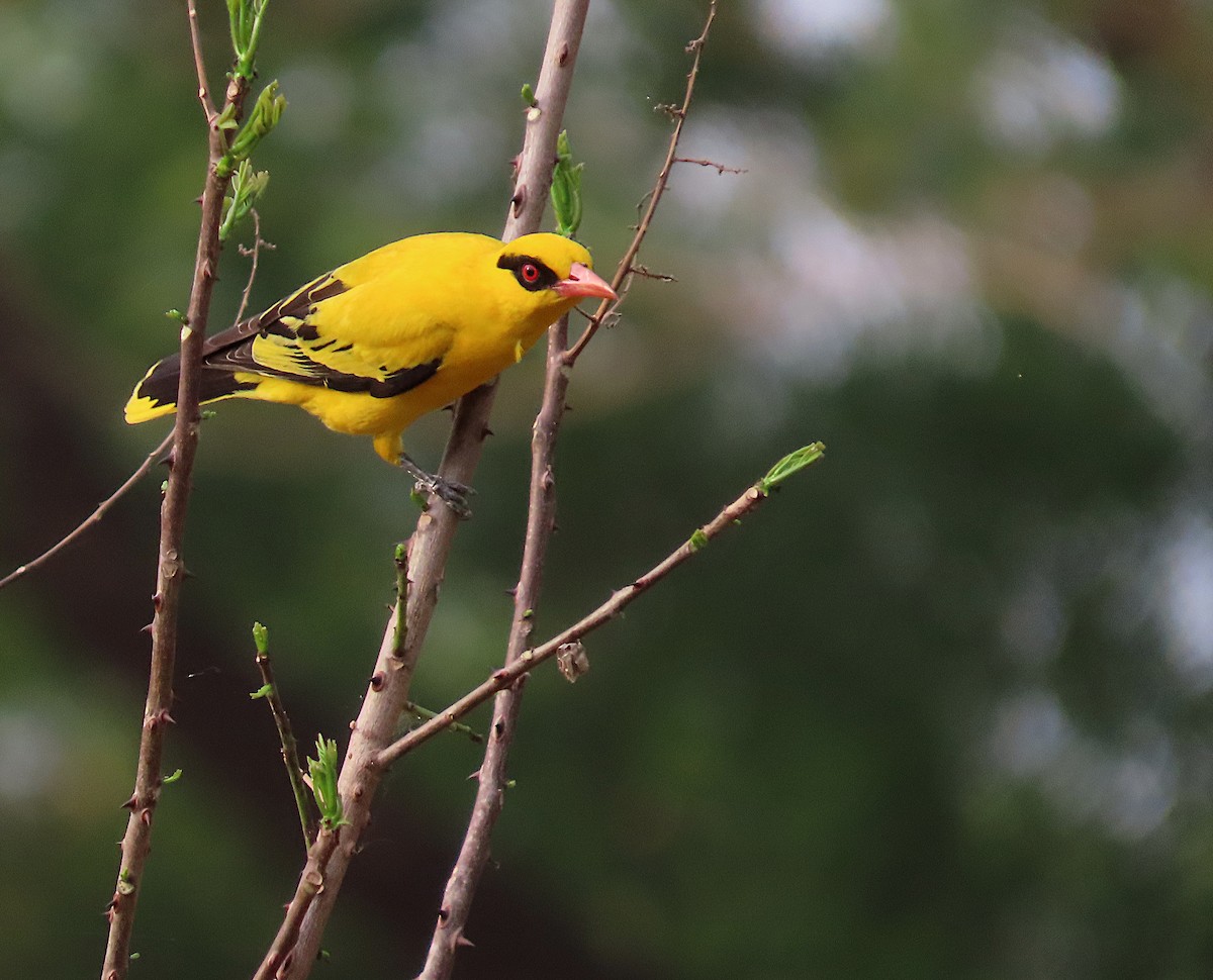 African Golden Oriole - ML632513340