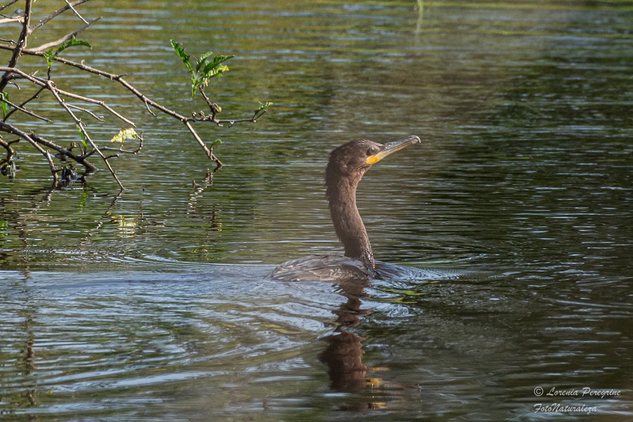 Neotropic Cormorant - ML632513413