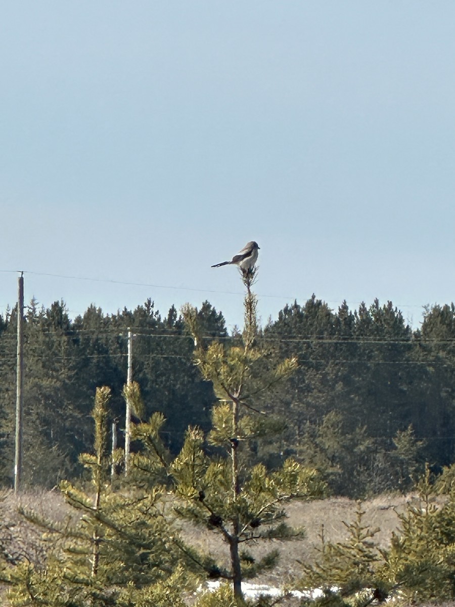 Northern Shrike - Caleb Jay