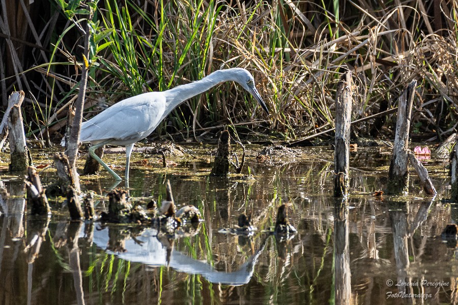 Little Blue Heron - ML632513560