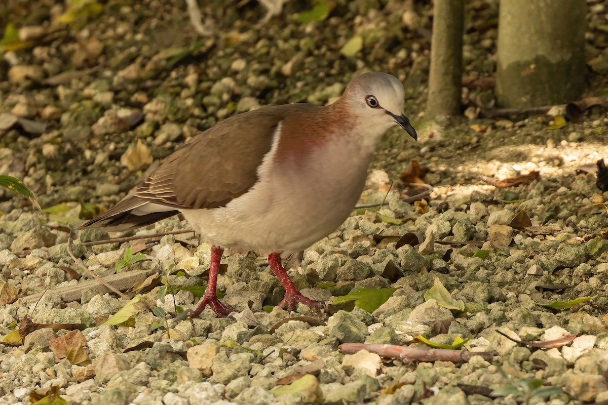 Caribbean Dove - ML632513574