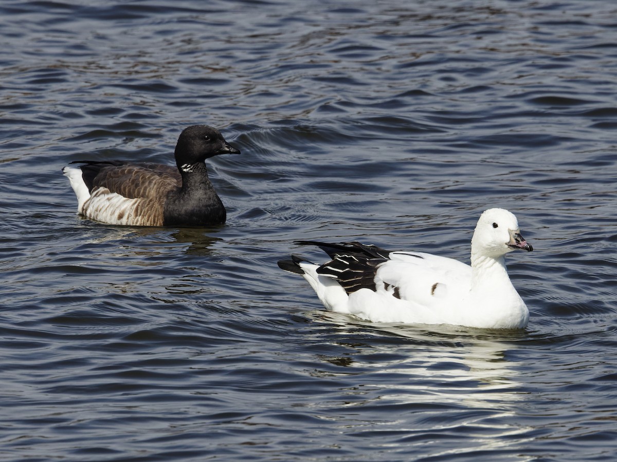 Snow Goose x Brant (hybrid) - ML632513579
