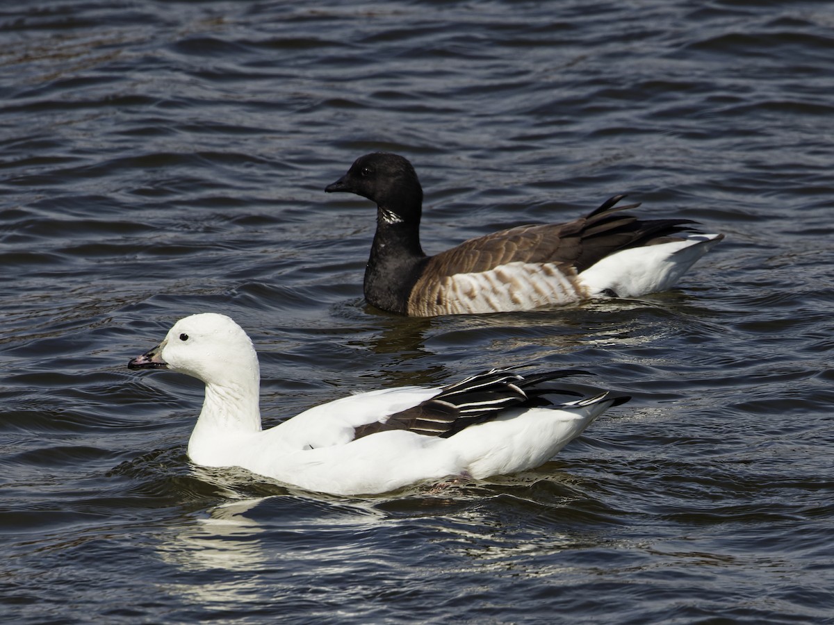 Snow Goose x Brant (hybrid) - ML632513582
