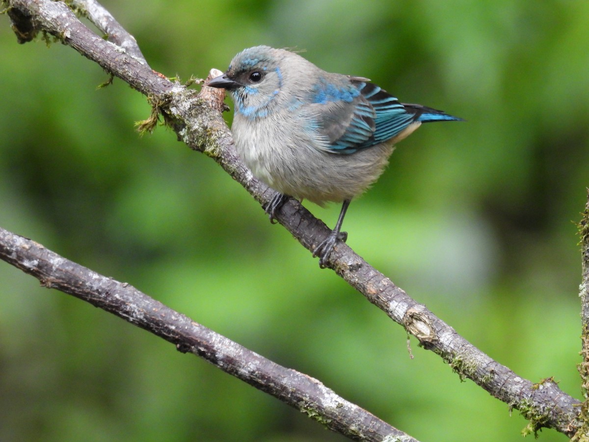 Blue Dacnis - ML632513645
