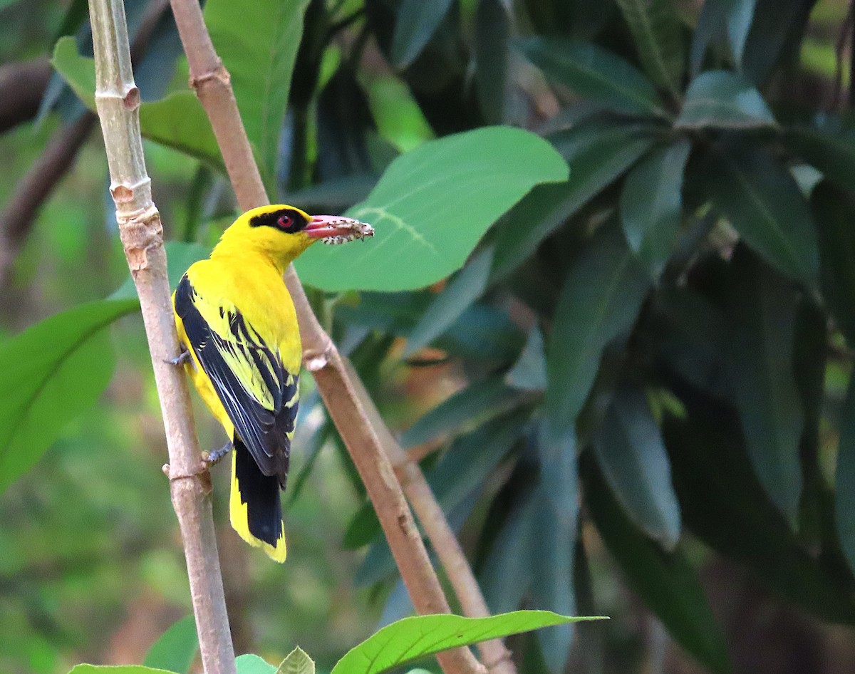 African Golden Oriole - ML632513648