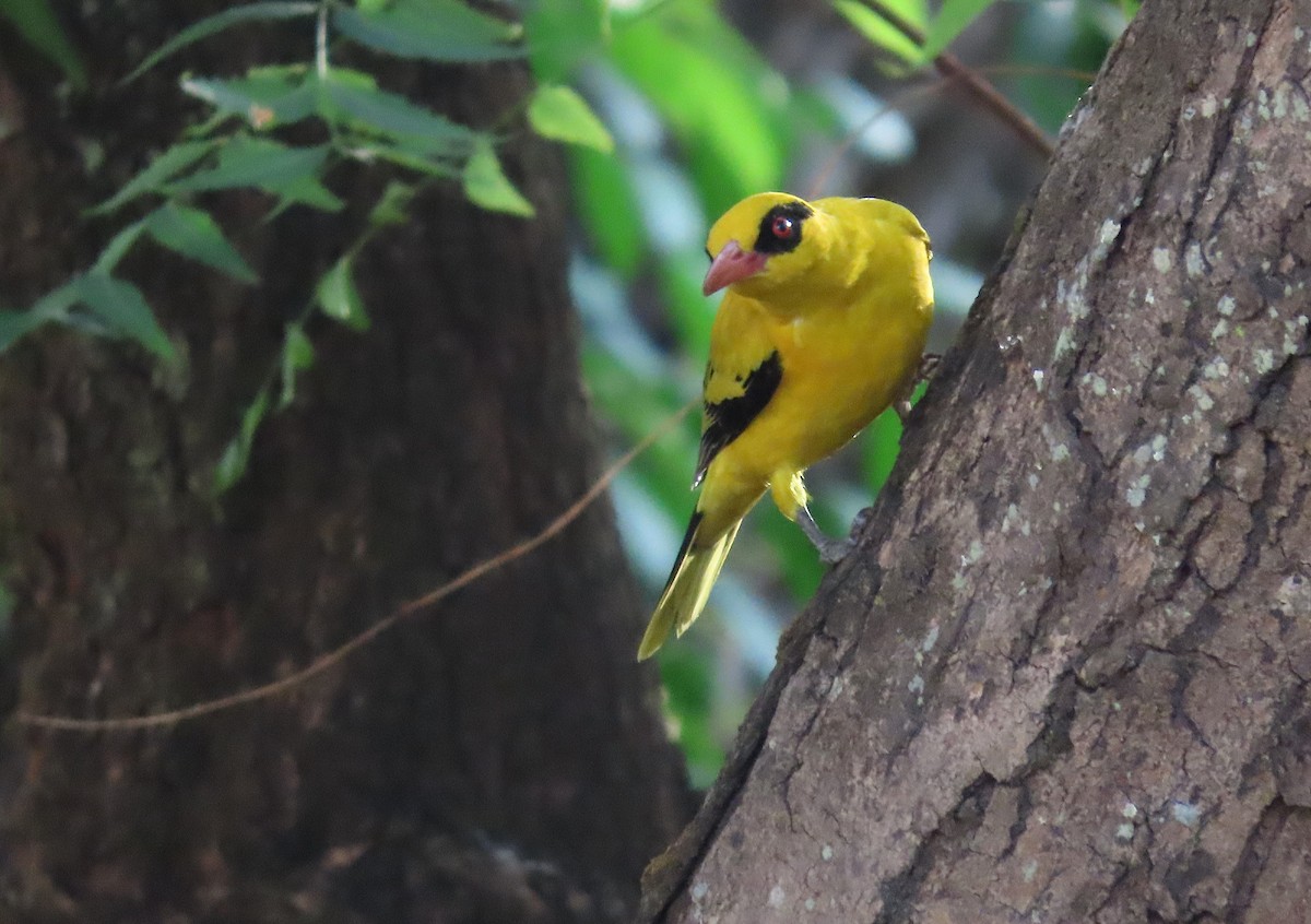 African Golden Oriole - ML632513679