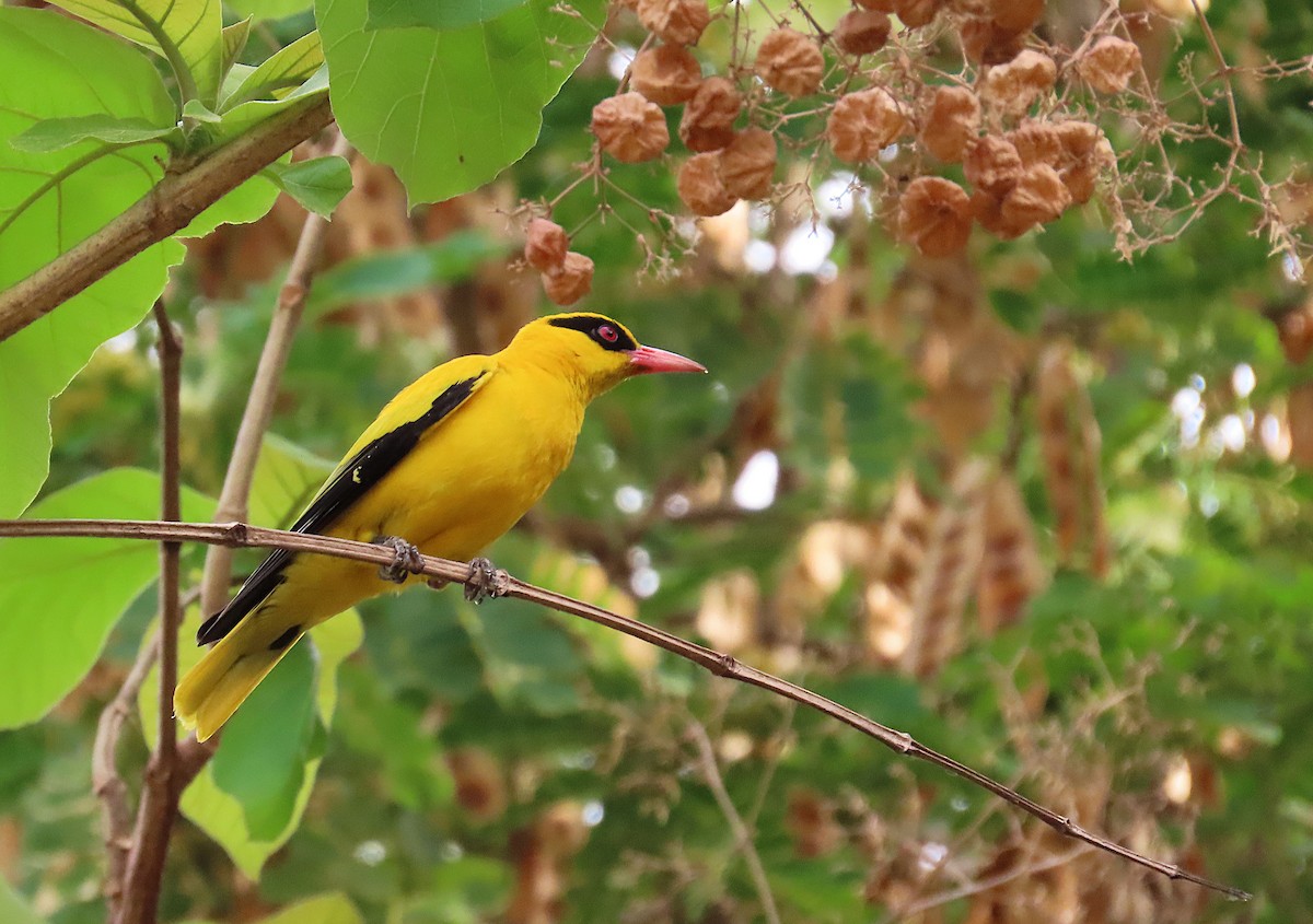 African Golden Oriole - ML632513685