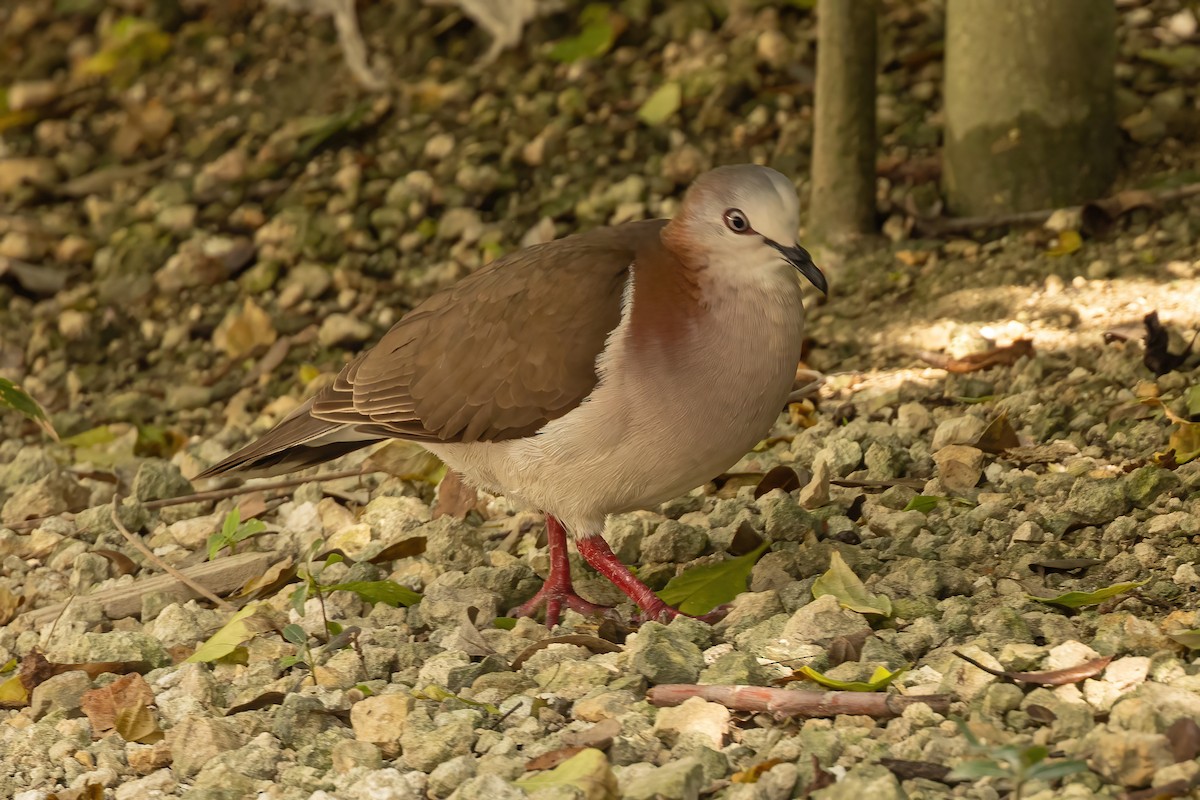 Caribbean Dove - ML632513700