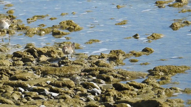 Graubrust-Strandläufer - ML632513788