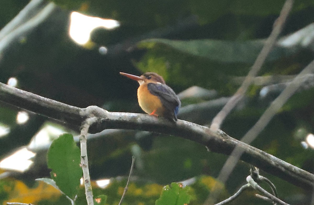 African Dwarf Kingfisher - ML632513906