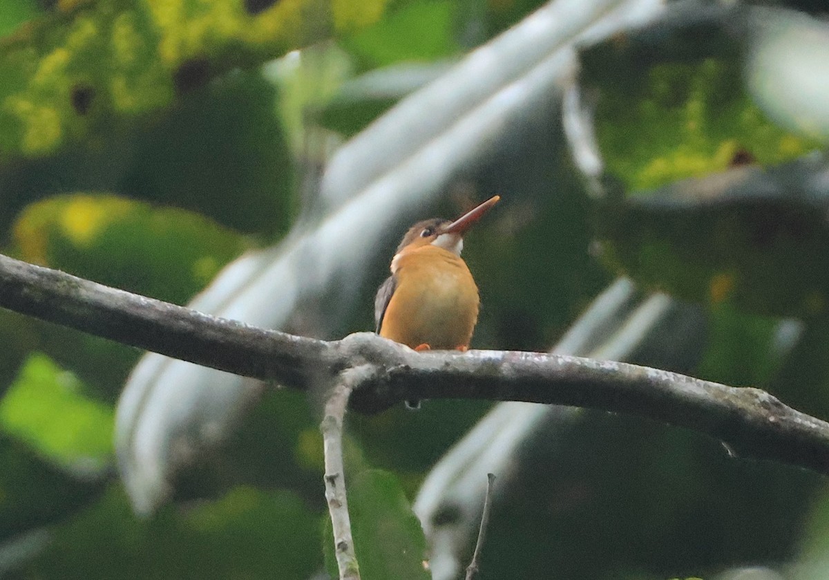 African Dwarf Kingfisher - ML632513908