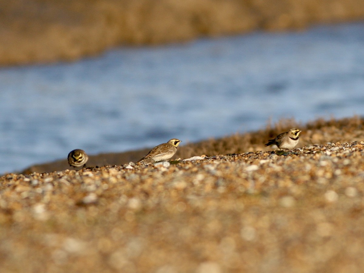 Horned Lark - ML632514007