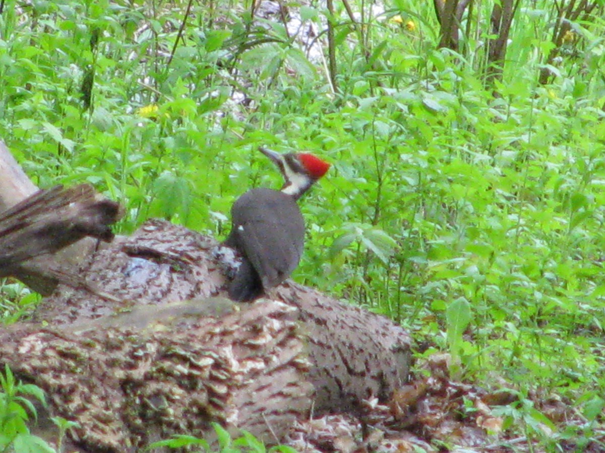 Pileated Woodpecker - ML632514084