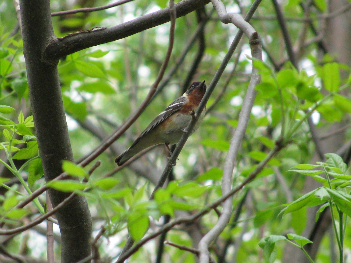 Bay-breasted Warbler - ML632514087