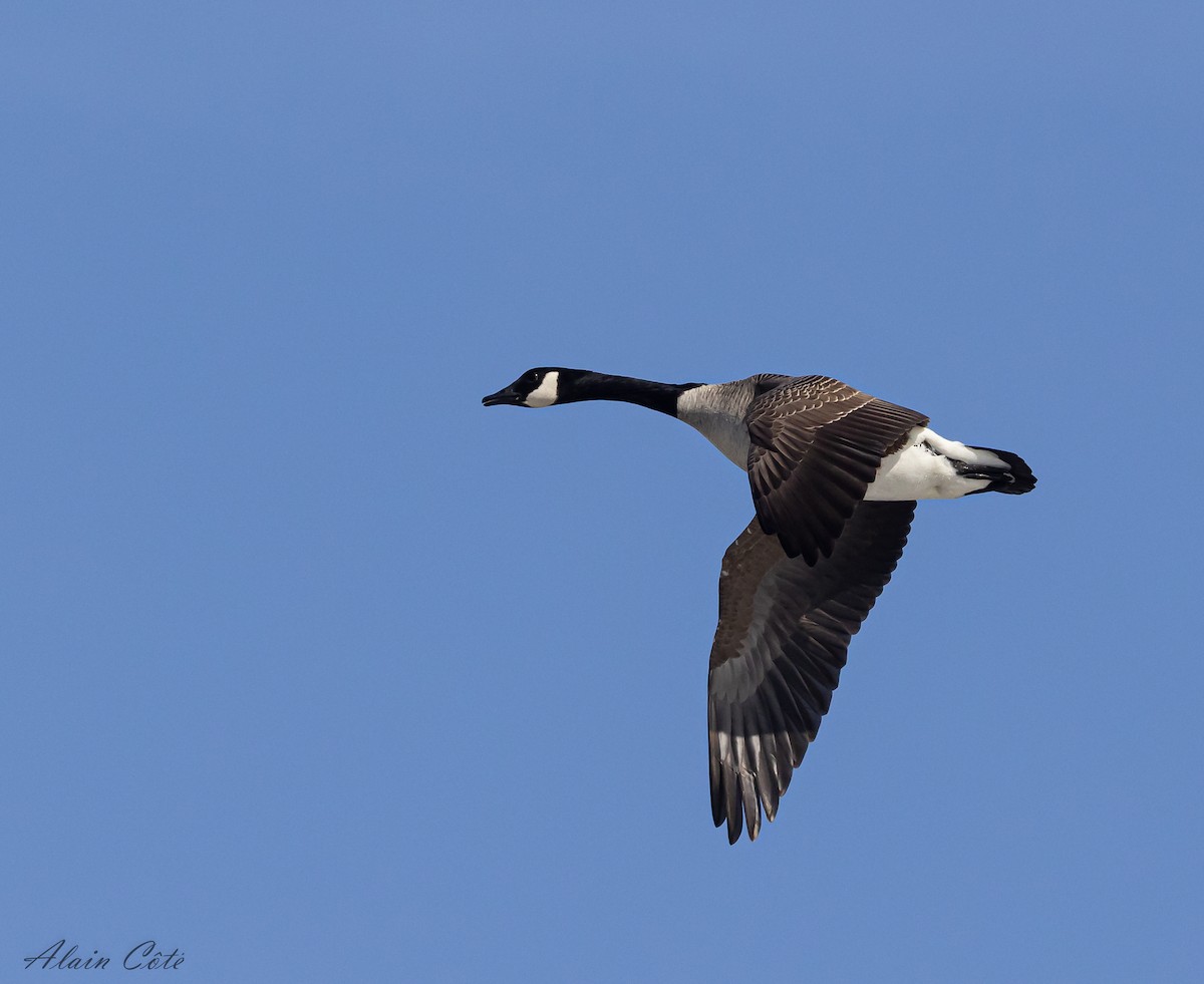 Branta kanadar handia - ML632514102