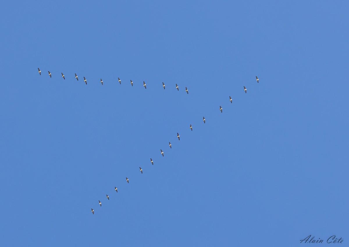 Branta kanadar handia - ML632514103