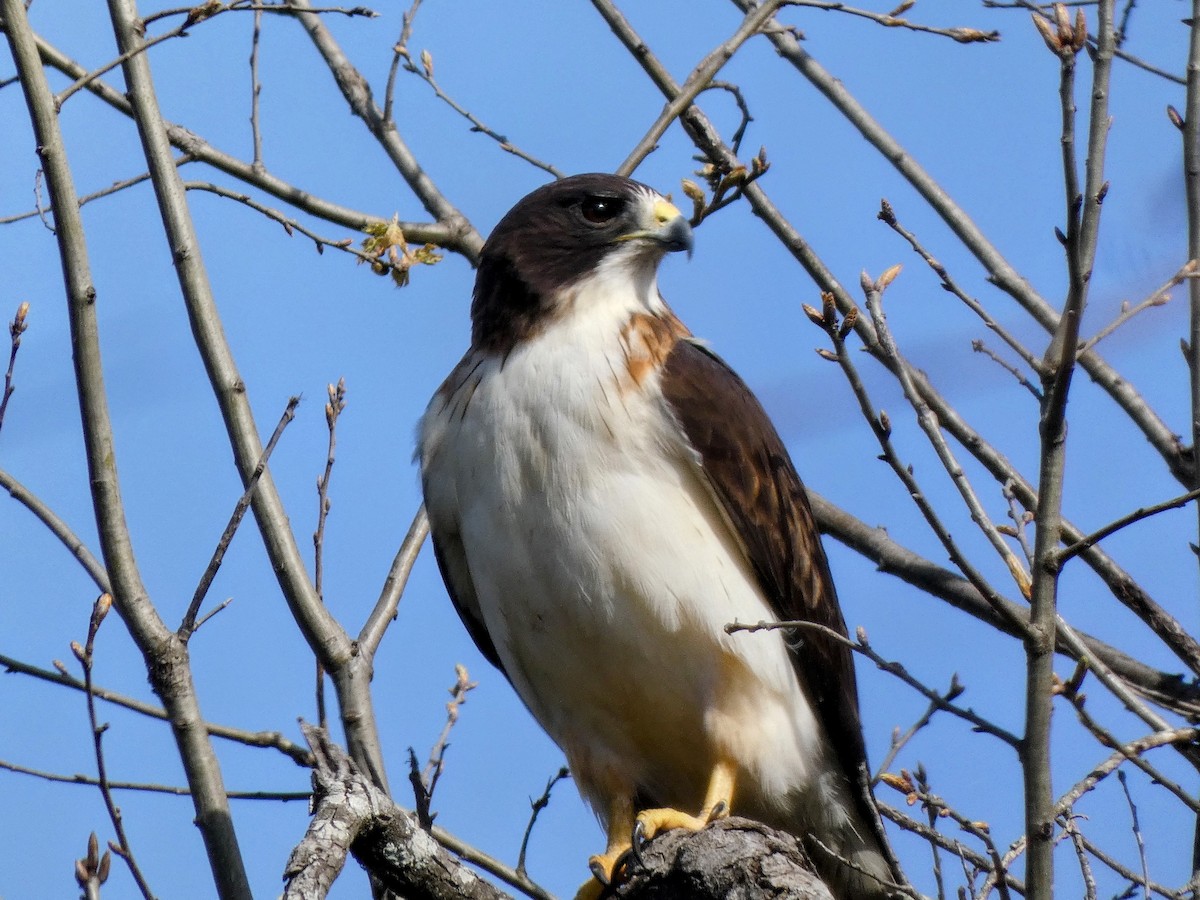 Short-tailed Hawk - ML632514104