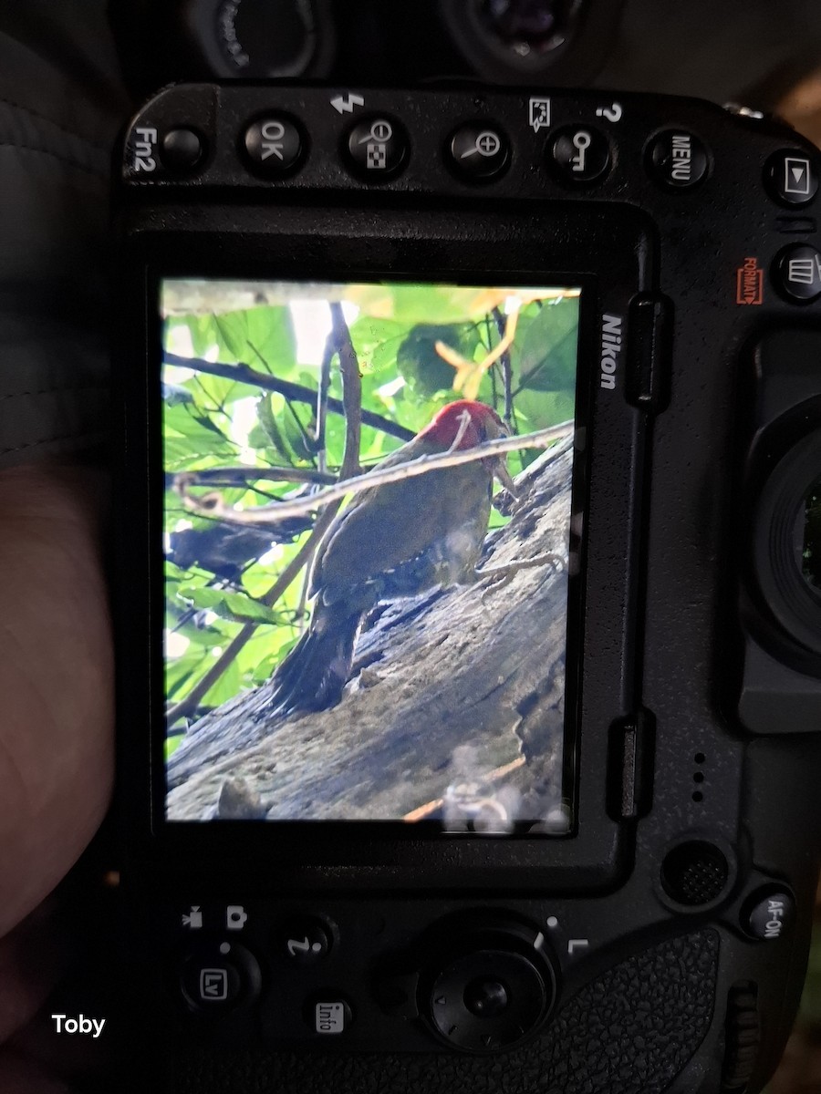 Red-collared Woodpecker - ML632514196