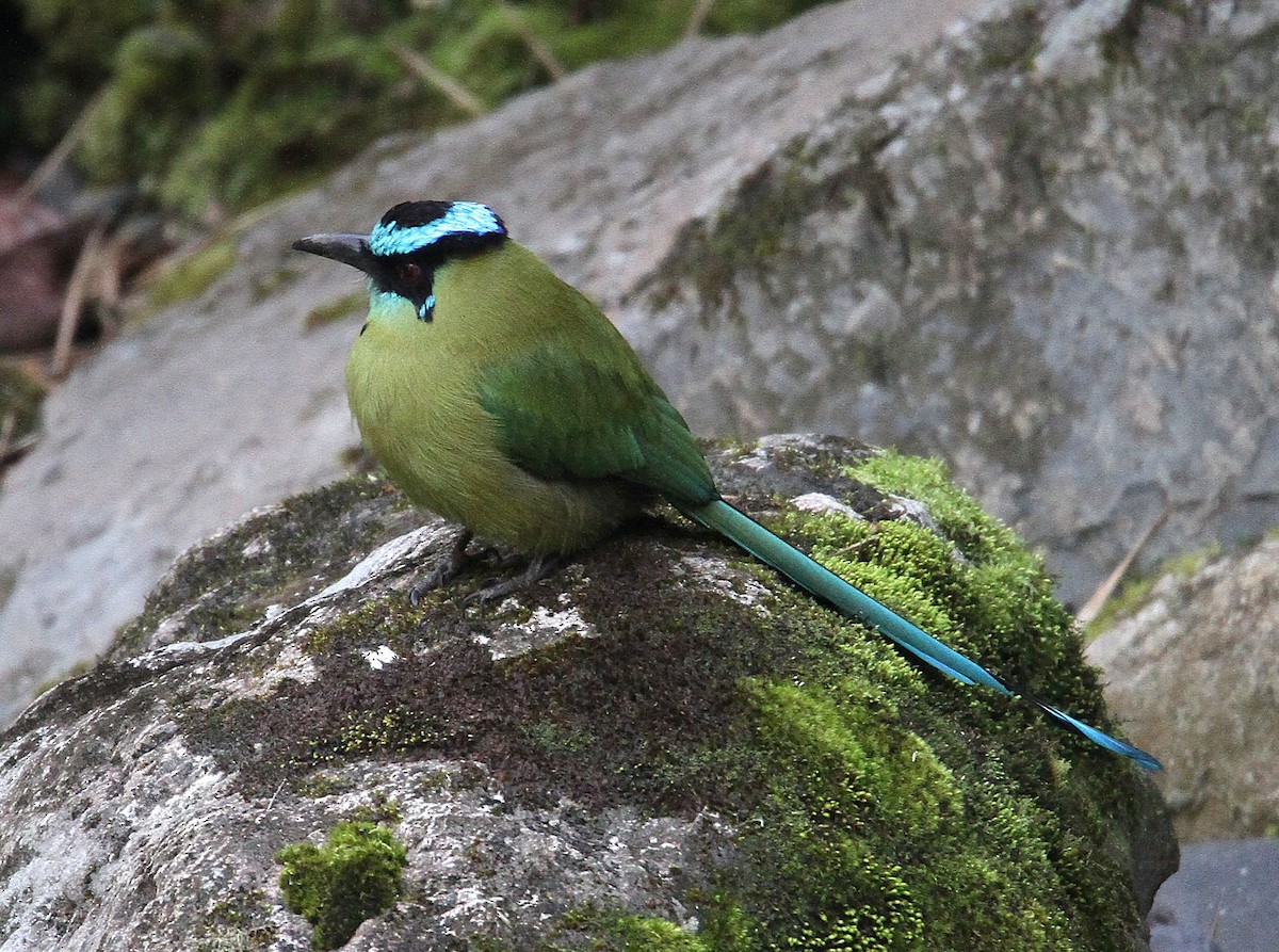 Andean Motmot - ML632514201