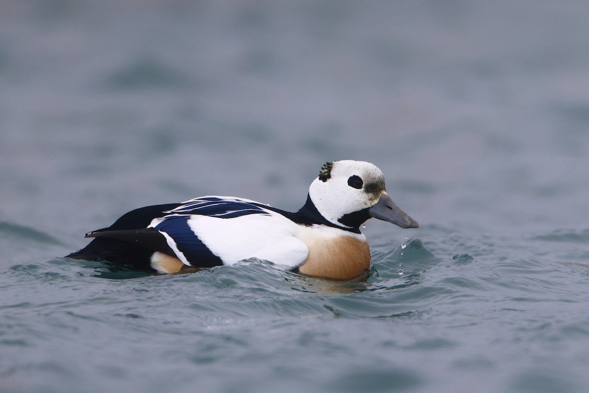 Steller's Eider - ML632514225