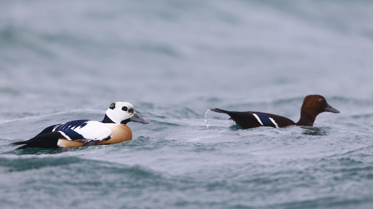 Steller's Eider - ML632514226