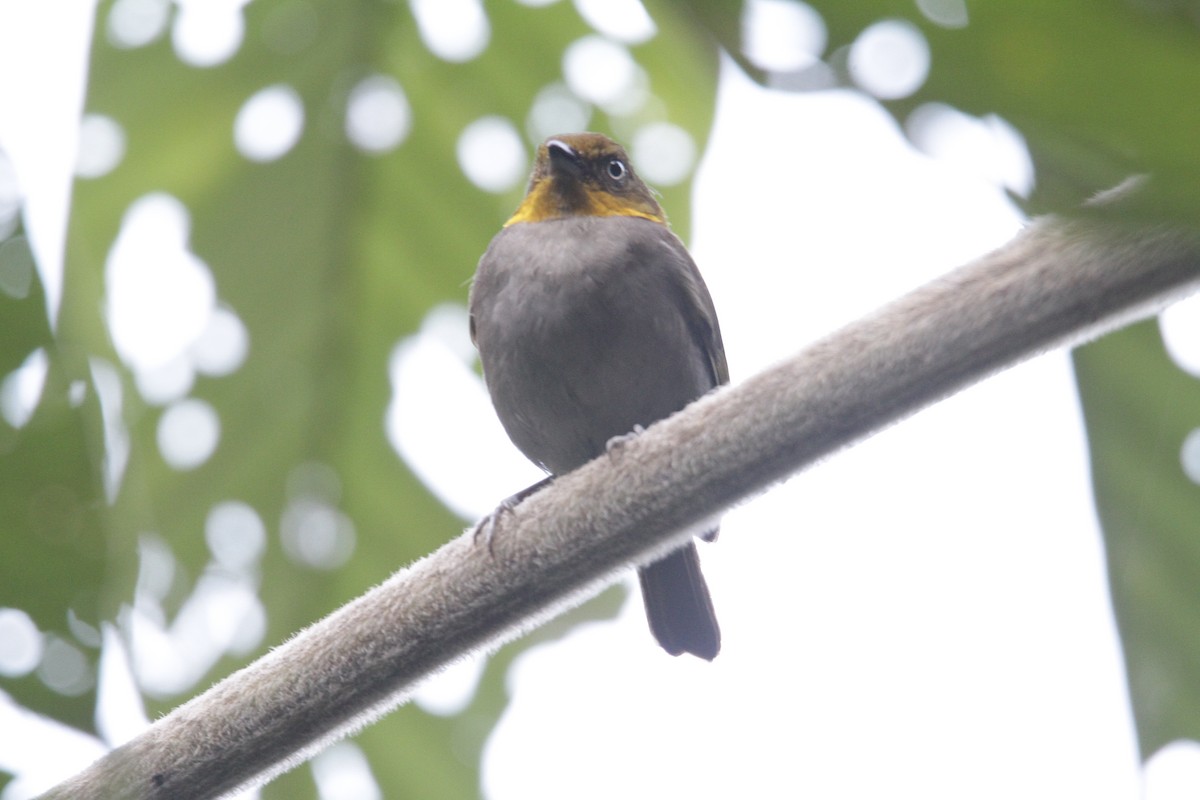 Yellow-throated Chlorospingus - ML632514238