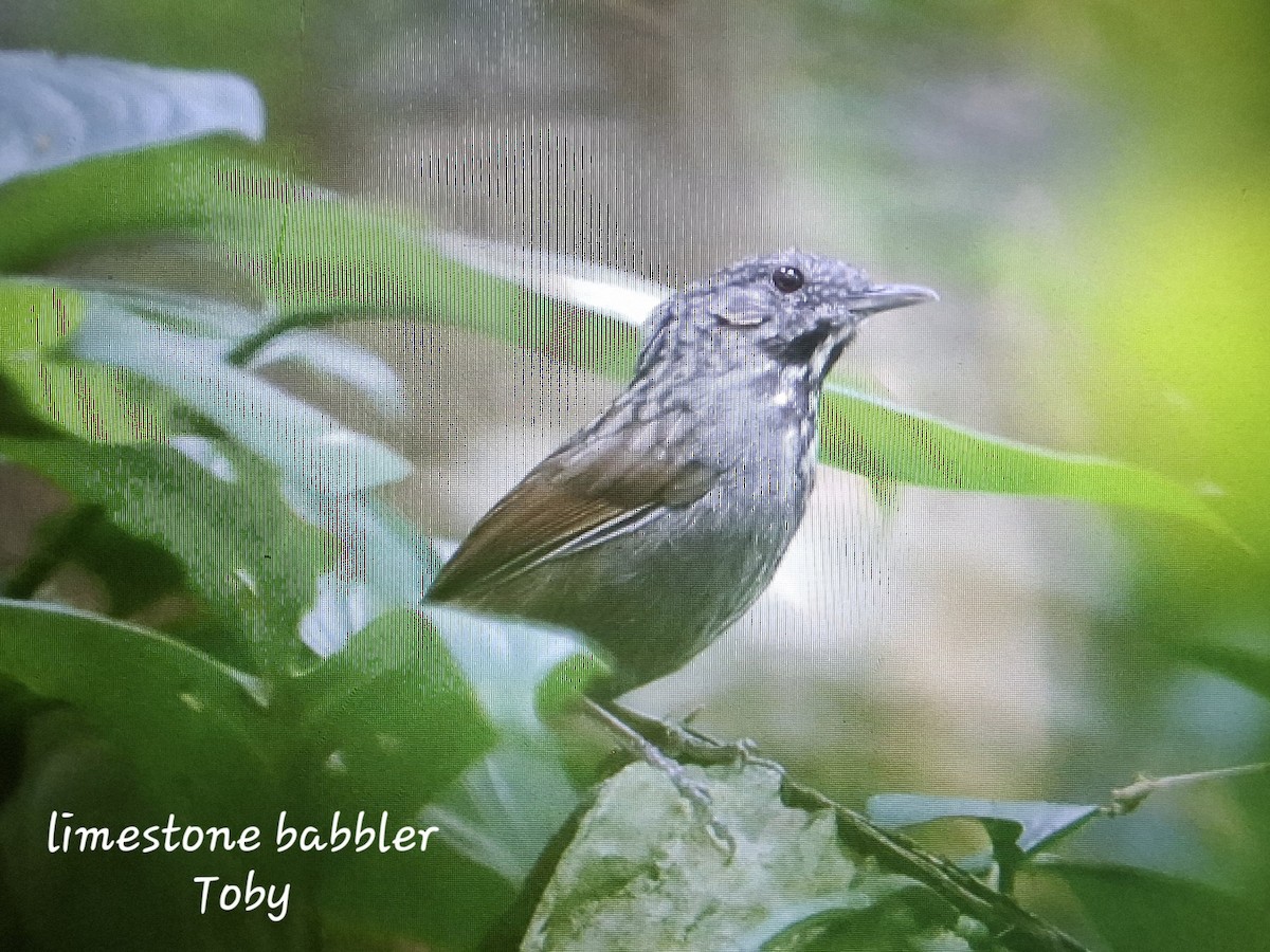 Limestone Leaf Warbler - ML632514266