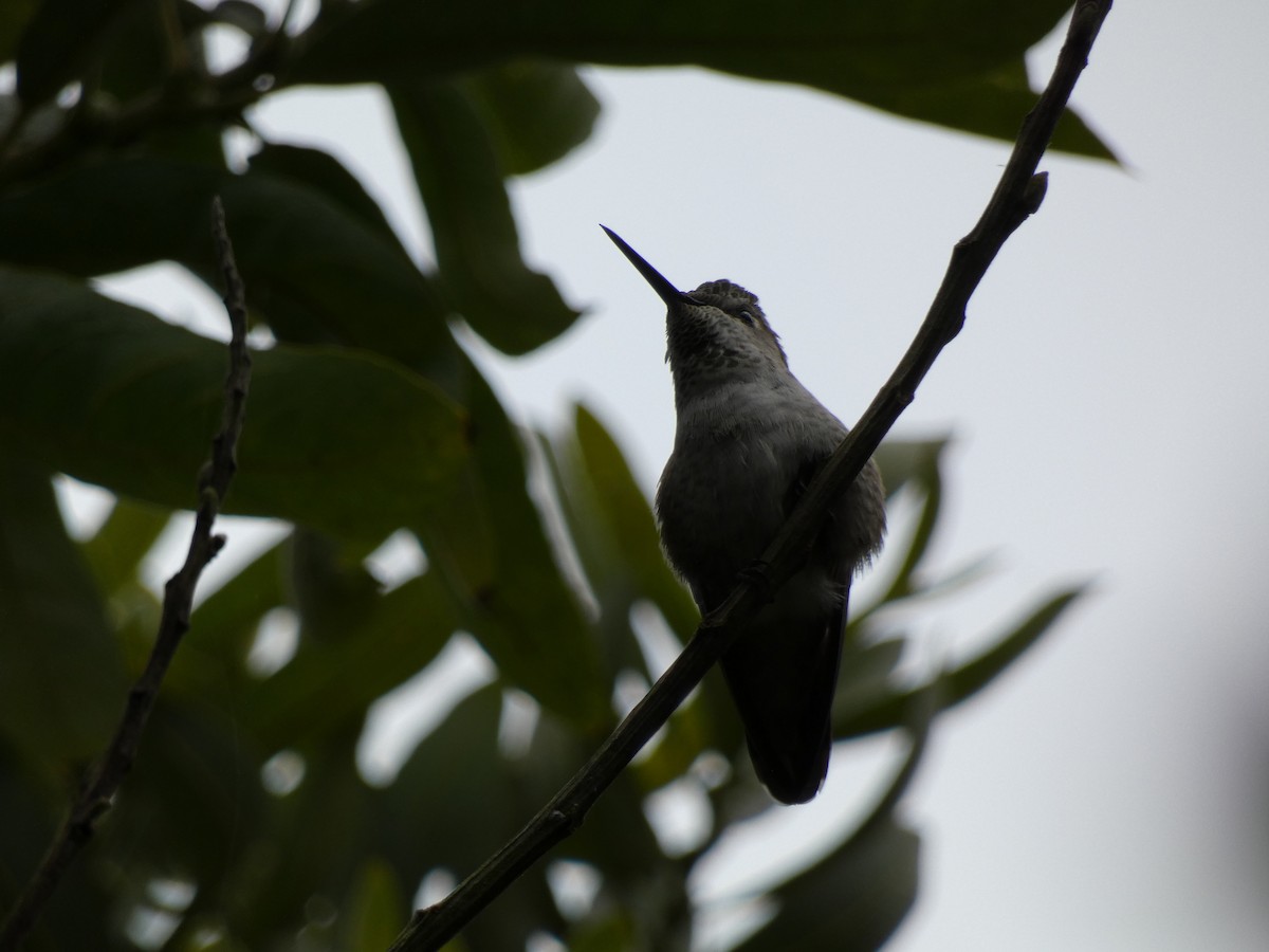 Anna's Hummingbird - ML632514301