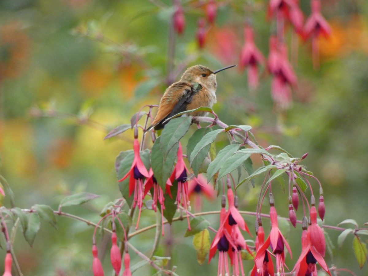 Rufous/Allen's Hummingbird - ML632514305
