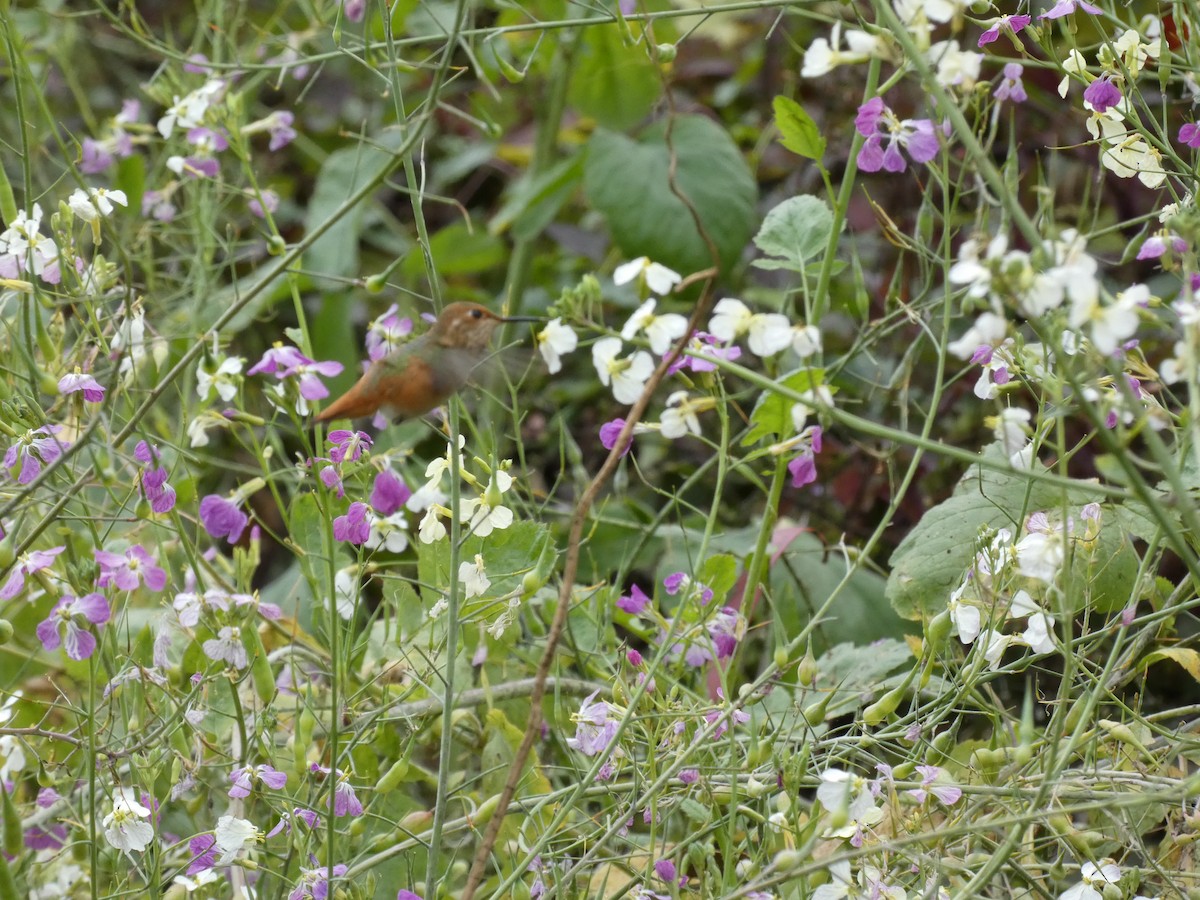 Rufous/Allen's Hummingbird - ML632514311